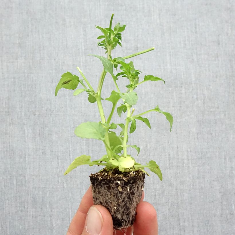 Spécimen de Pensée à fleurs ondulées Frizzle Lemonberry Mini-motte - Mottes de 3,8 x 3,2 cm en plaque de culture par 16 Jardimotte : motte 3,8 cm x 3,2 cm en plaque de culture par 16, Plant vert de 5 cm de haut environ tel que livré en automne
