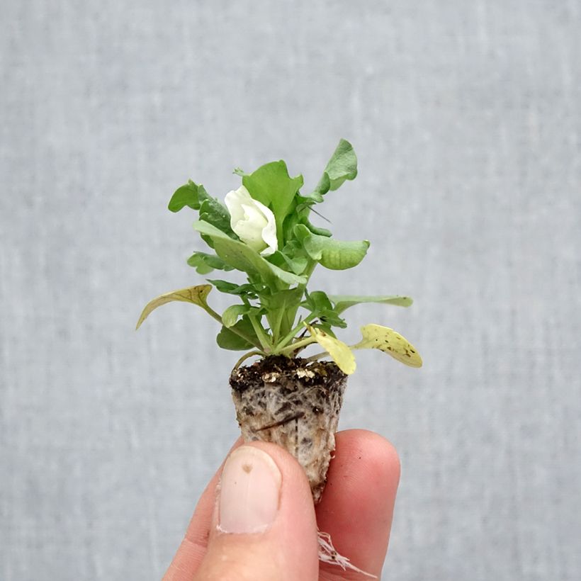 Spécimen de Pensée Carrera White  Minimotte : motte 2,2 cm x 2 cm en plaque de culture par 35, Plant vert de 3 cm de haut environ tel que livré en automne