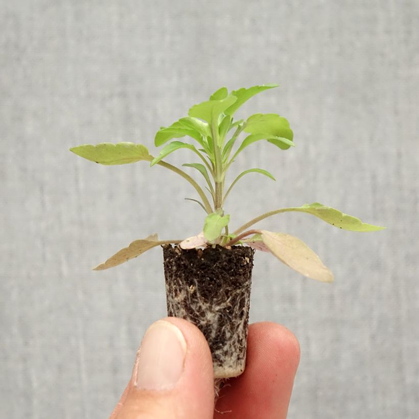 Spécimen de Pensée retombante Cool Wave Golden Yellow mini-mottes - Viola wittrockiana Mini-motte Ø 1,5/2,5 cm, Plant vert de 3 à 5 cm de haut environ tel que livré en automne