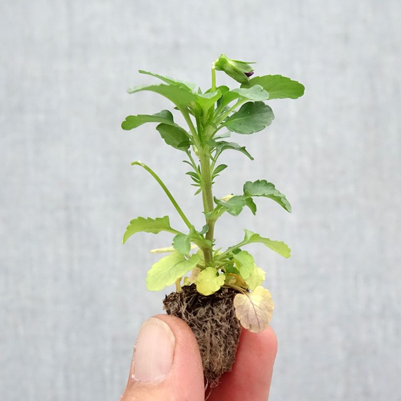 Spécimen de Pensée retombante VIOLET WING  Mini-motte Minimotte : motte 2,2 cm x 2 cm en plaque de culture par 35, Plant vert de 3 cm de haut environ tel que livré en automne