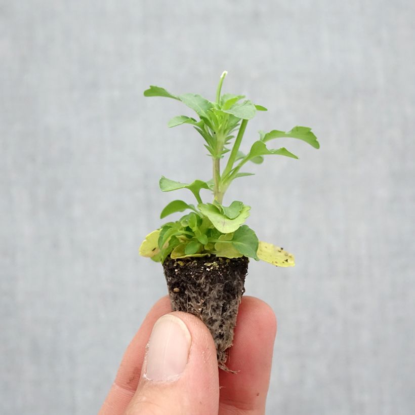 Spécimen de Pensée retombante Cool Wave Yellow mini-mottes Minimotte : motte 2,2 cm x 2 cm en plaque de culture par 35, Plant vert de 3 cm de haut environ tel que livré en automne