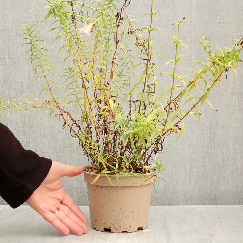 Spécimen de Penstemon Apple Blossom - Galane Pot de 2L/3L tel que livré en automne