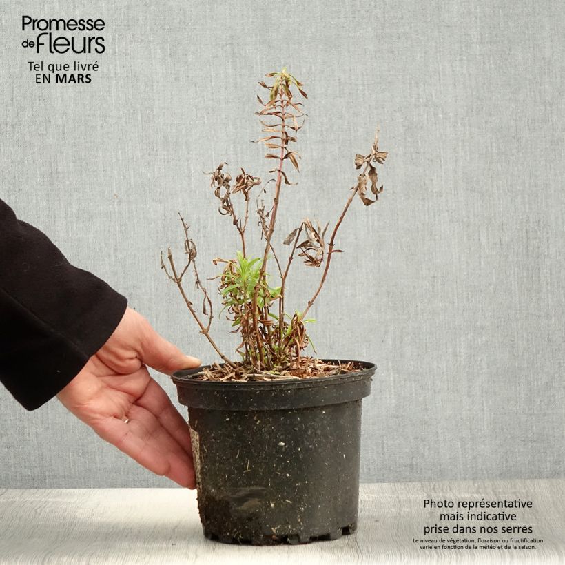 Example of Penstemon Hewell Pink Bedder - Galane Pot de 2L/3L as you get in printemps