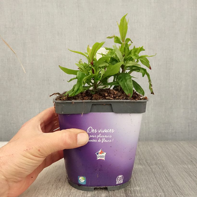 Example of Penstemon hybride Blackbird - Galane Pot de 2L/3L as you get in printemps
