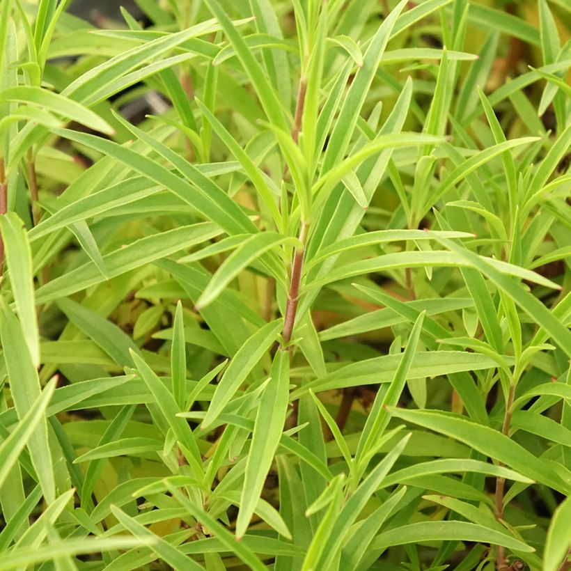Penstemon hybride Garnet - Galane (Feuillage)
