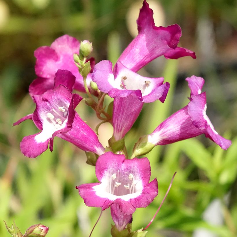 Penstemon hybride Gloire des Quatre Rues - Galane (Flowering)