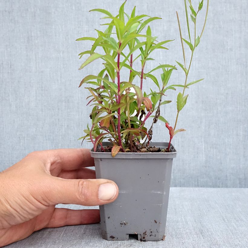 Example of Penstemon hybride Sour Grapes - Galane Godet de 8/9 cm as you get in printemps