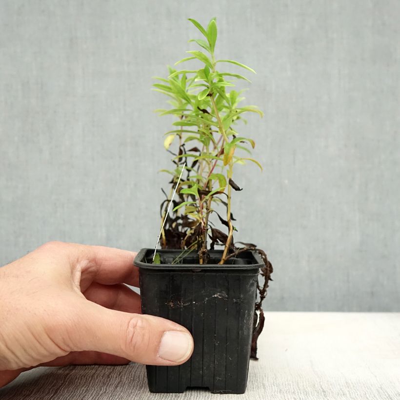 Spécimen de Penstemon Le Phare - Galane Godet de 8/9 cm tel que livré en automne