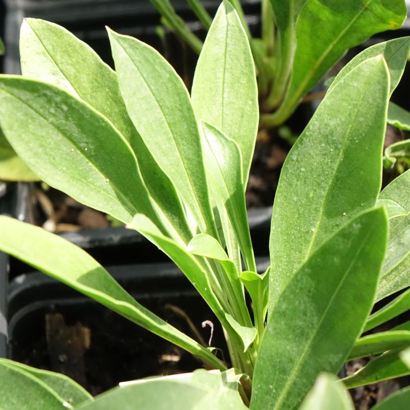 Penstemon mensarum - Galane (Foliage)