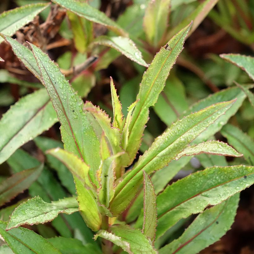 Penstemon Nova Twilight - Galane (Feuillage)