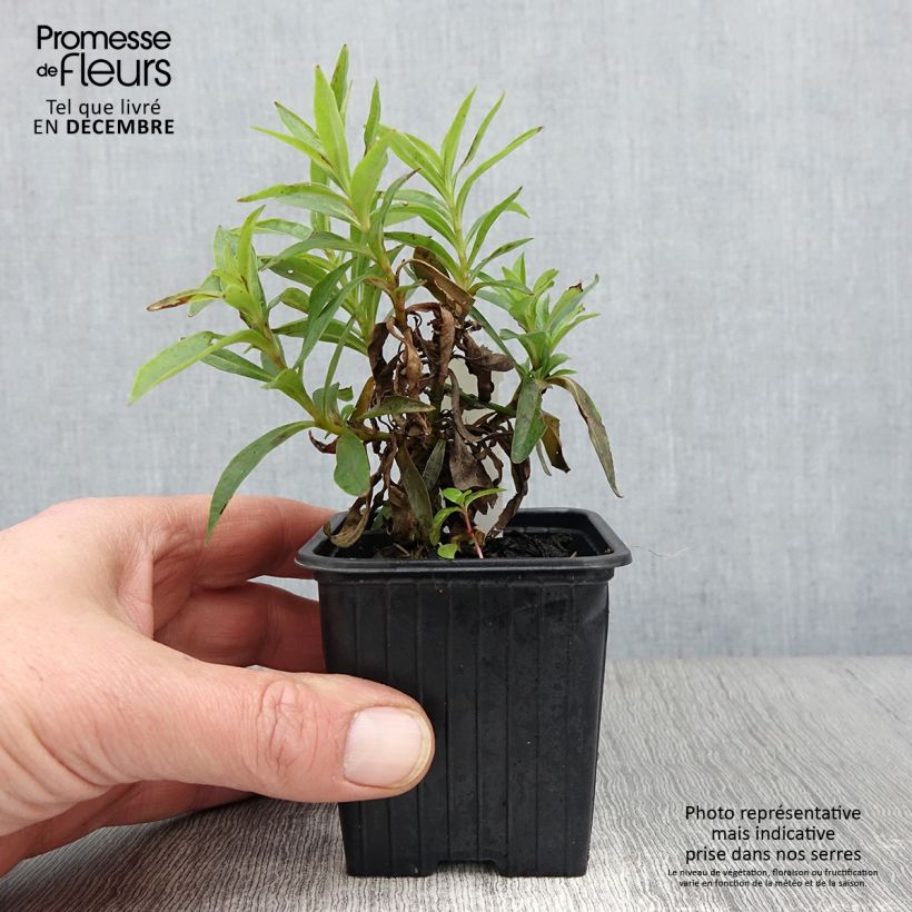 Spécimen de Penstemon Pensham Laura - Galane Godet de 8/9 cm tel que livré en automne