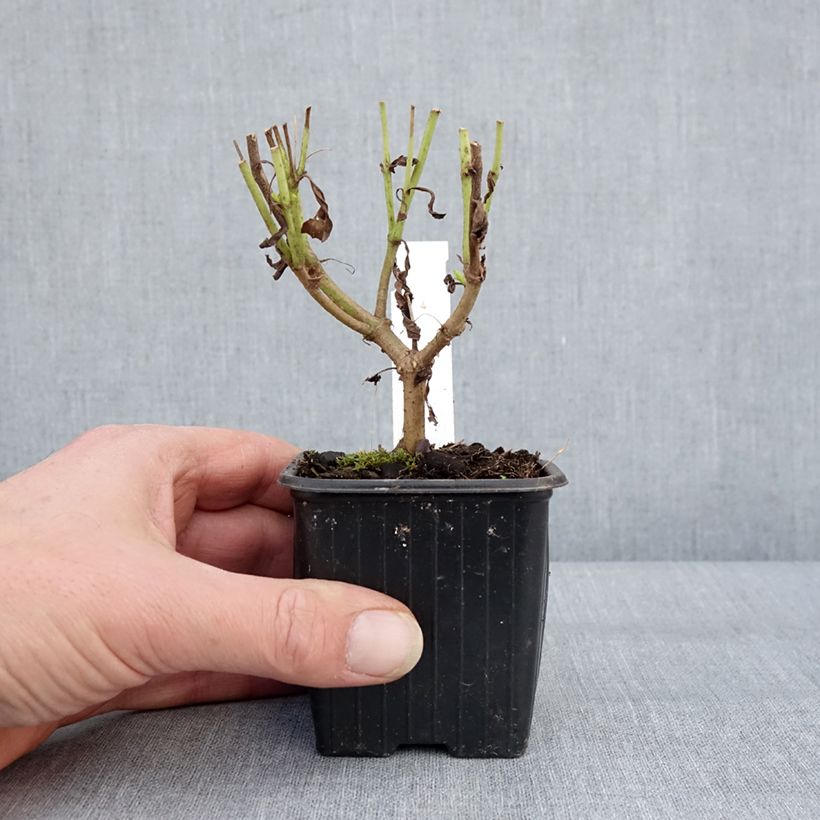 Example of Penstemon Pensham Wedding Day - Galane Godet de 8/9 cm as you get in hiver