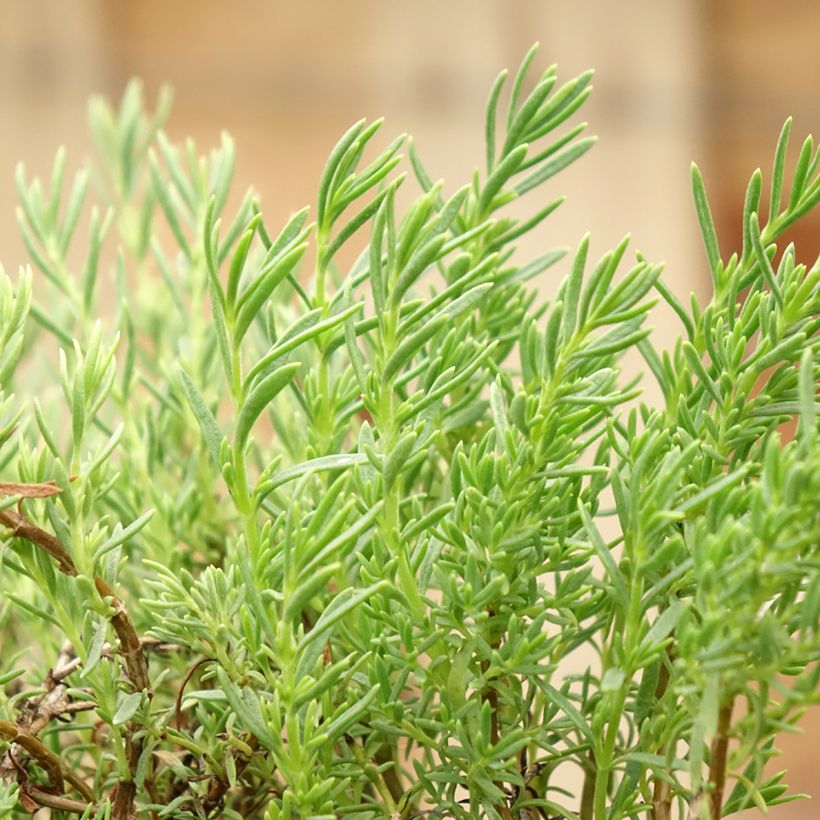 Penstemon pinifolius Mersea Yellow - Galane à feuilles de pin (Feuillage)