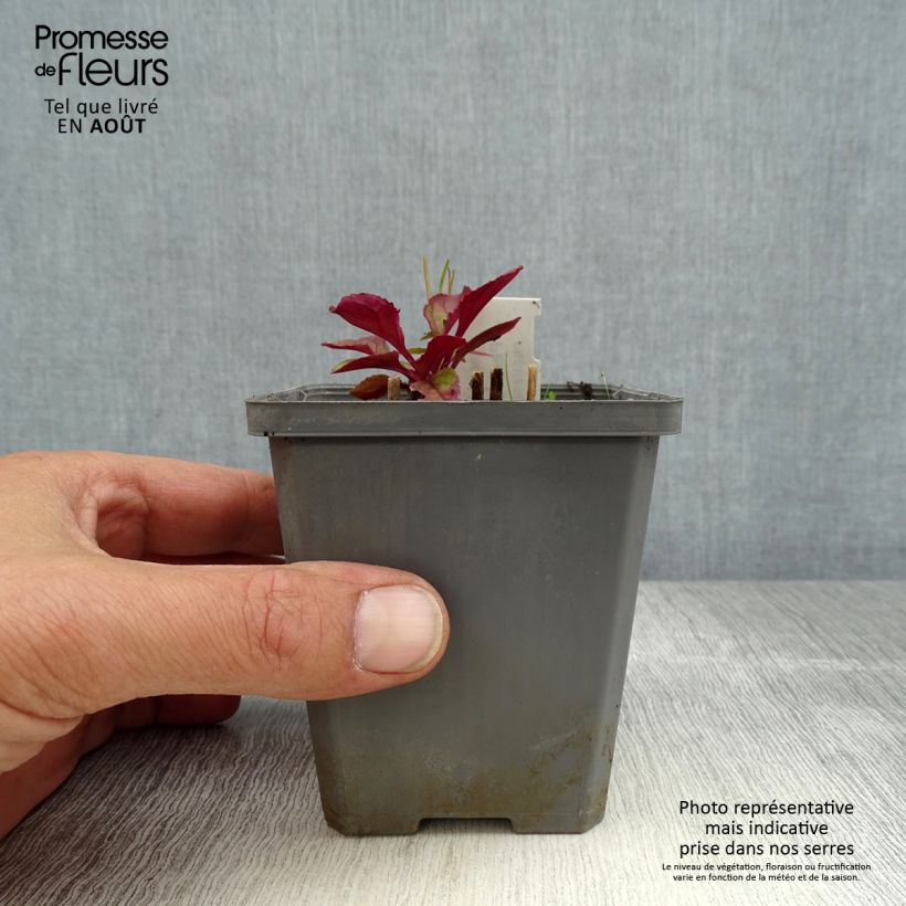 Spécimen de Penstemon smallii - Galane Godet de 8/9 cm tel que livré en été