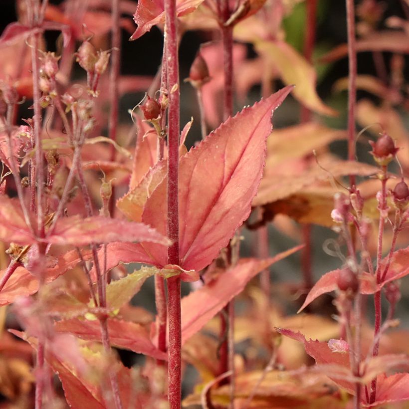 Penstemon smallii - Galane (Foliage)