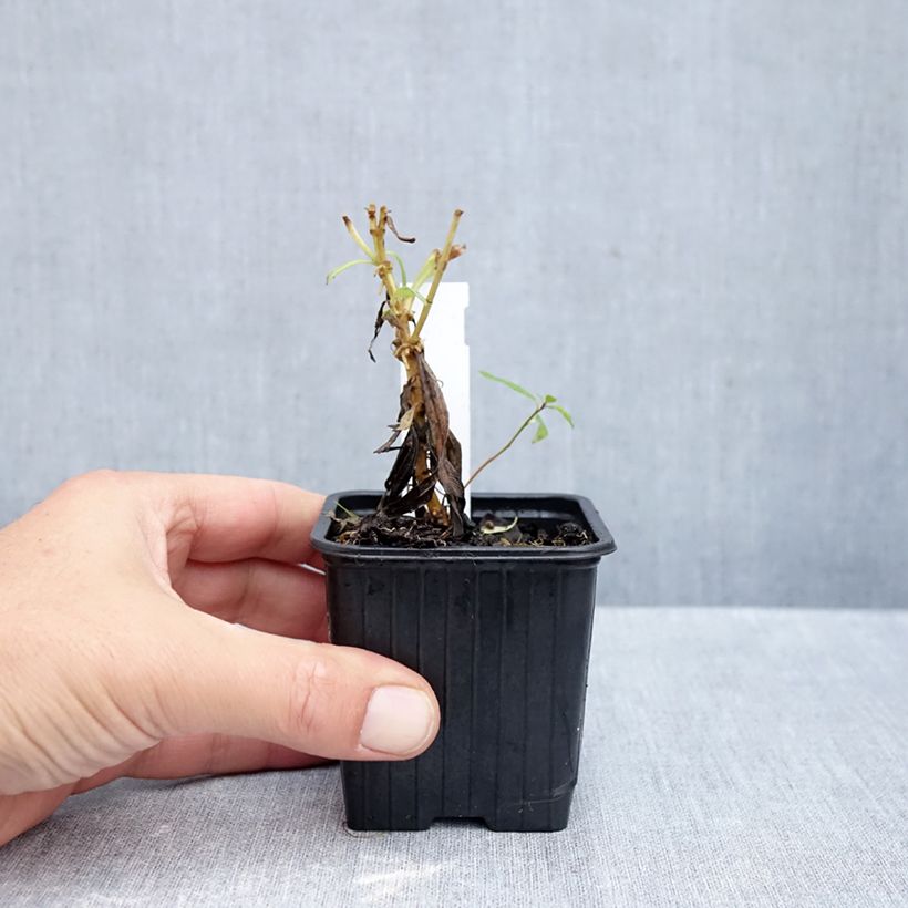 Spécimen de Penstemon Souvenir d'Adrien Régnier - Galane Godet de 8/9 cm tel que livré en automne