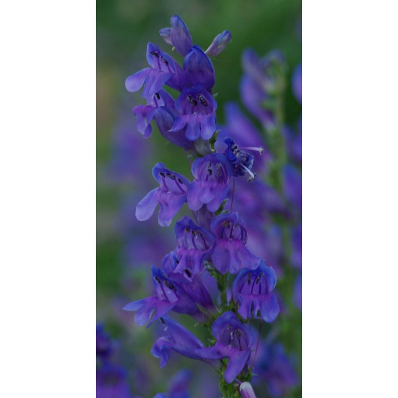 Penstemon strictus - Galane (Flowering)