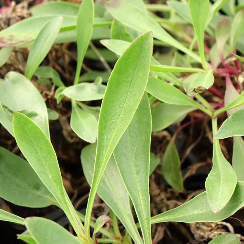 Penstemon strictus - Galane (Foliage)