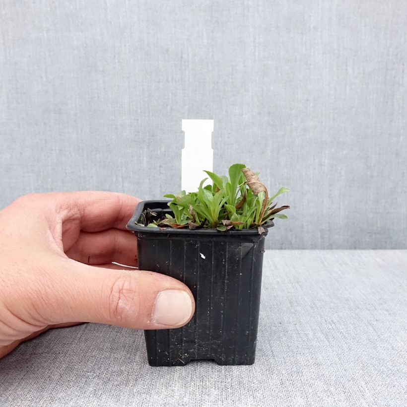 Example of Penstemon virens - Galane Godet de 8/9 cm as you get in printemps