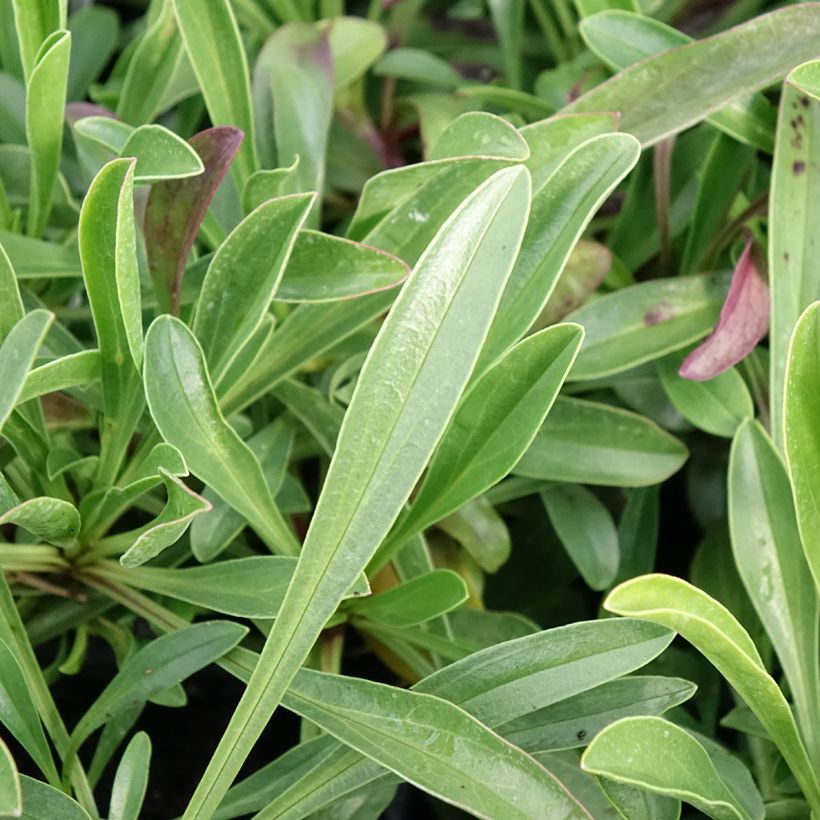Penstemon virgatus Blue Buckle - Galane (Feuillage)