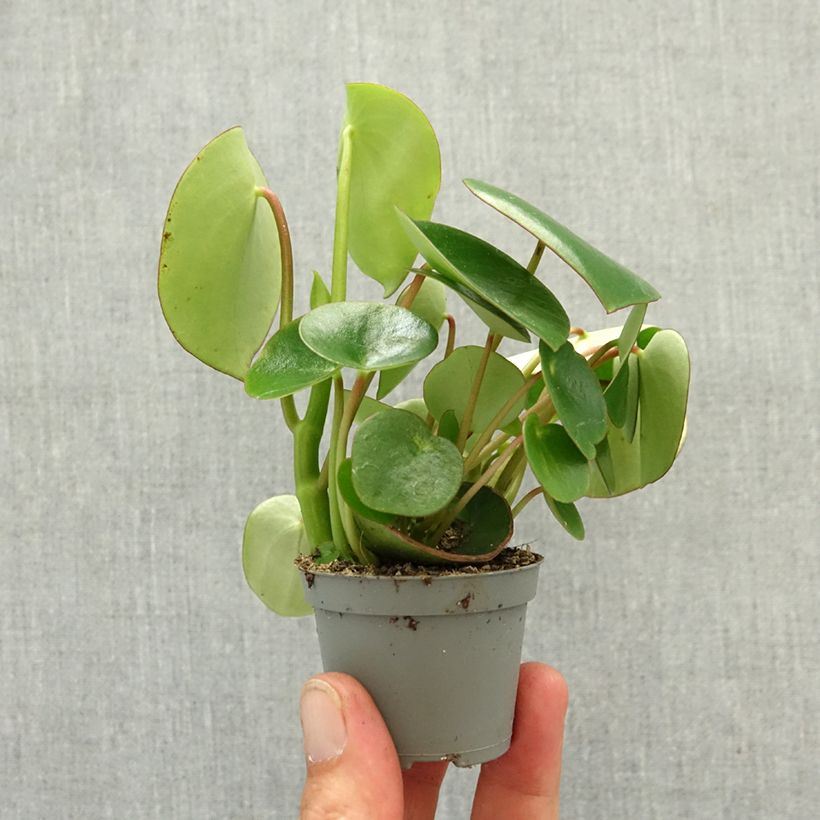 Spécimen de Peperomia arifolia Mini-plante tel que livré au printemps