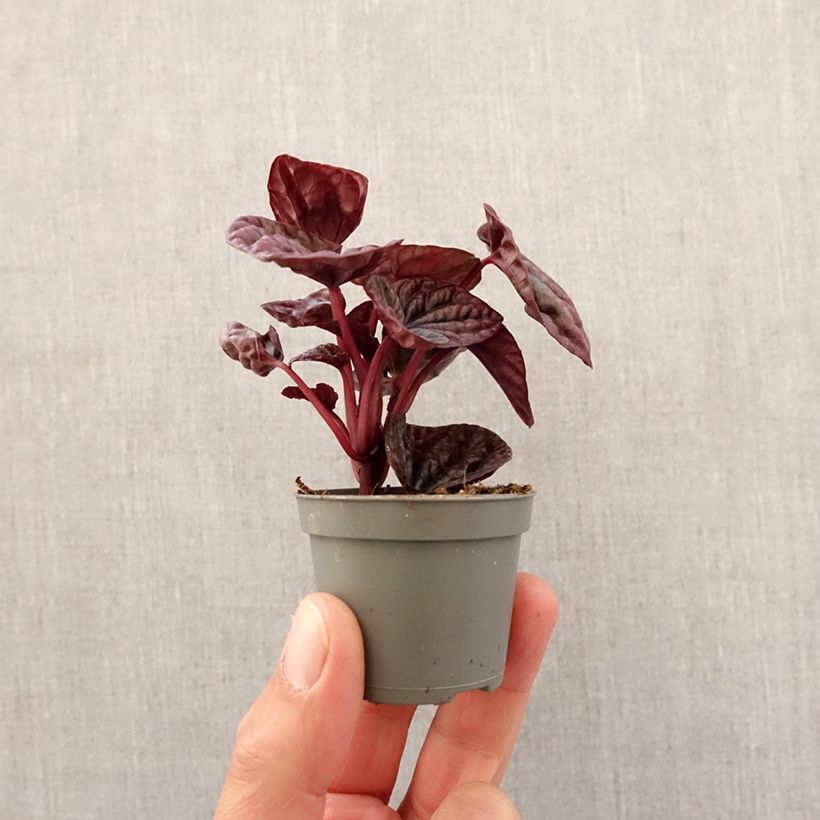 Example of Peperomia caperata Luna Mini-plante as you get in printemps