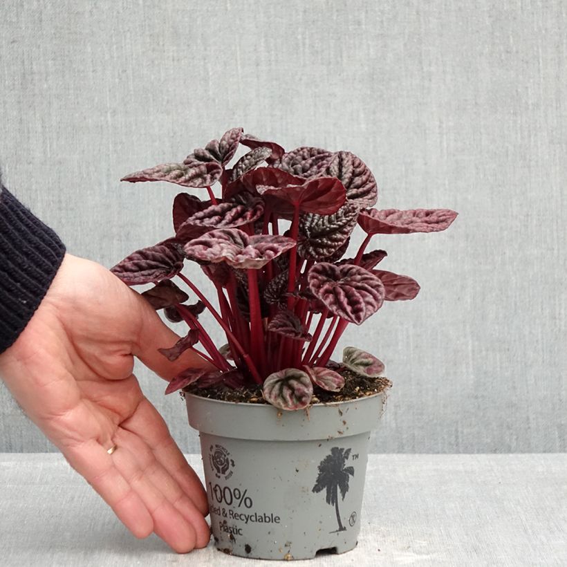 Example of Peperomia caperata Luna Pot de 12 cm / 13 cm as you get in printemps
