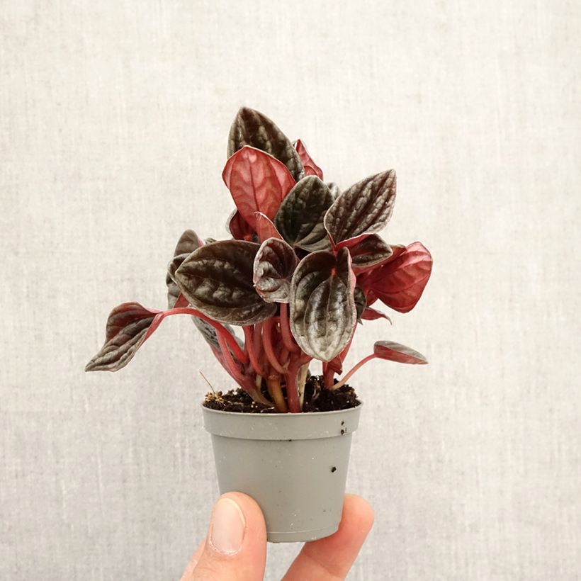 Example of Peperomia caperata Montevideo Mini-plante as you get in printemps