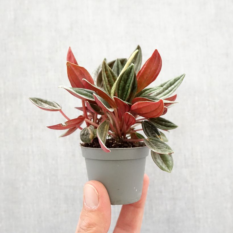 Example of Peperomia caperata Rosso Mini-plante as you get in printemps