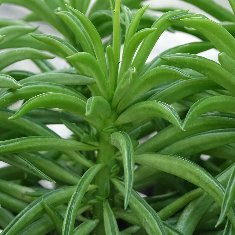 Peperomia Nevada (Feuillage)