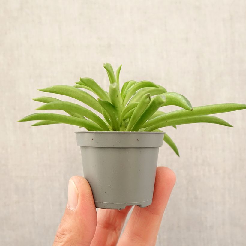 Example of Peperomia Nevada Mini-plante as you get in printemps