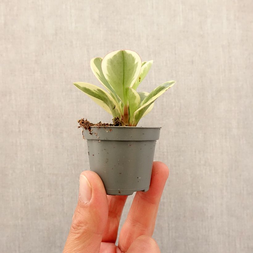 Example of Peperomia obtusifolia Bicolor Mini-plante as you get in printemps