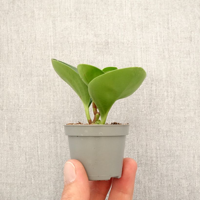 Example of Peperomia obtusifolia Green Mini-plante as you get in printemps