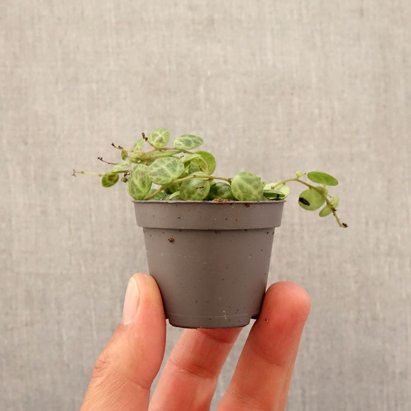 Example of Peperomia prostrata Mini-plante as you get in printemps