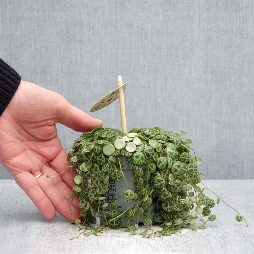 Example of Peperomia prostrata Pot de 12 cm / 13 cm as you get in printemps
