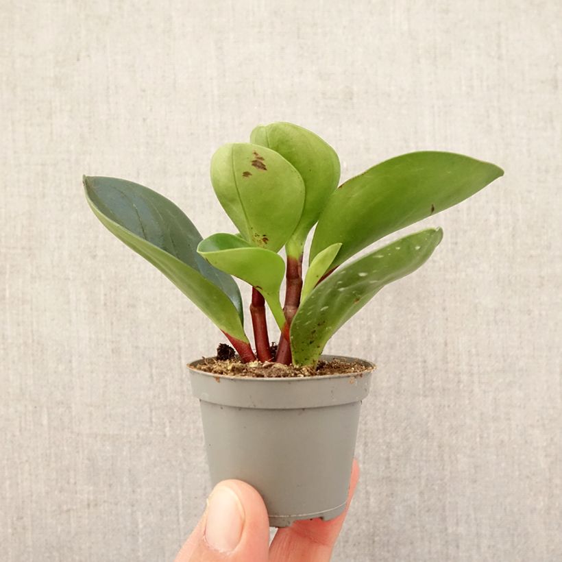 Example of Peperomia Red Canyon Mini-plante as you get in printemps