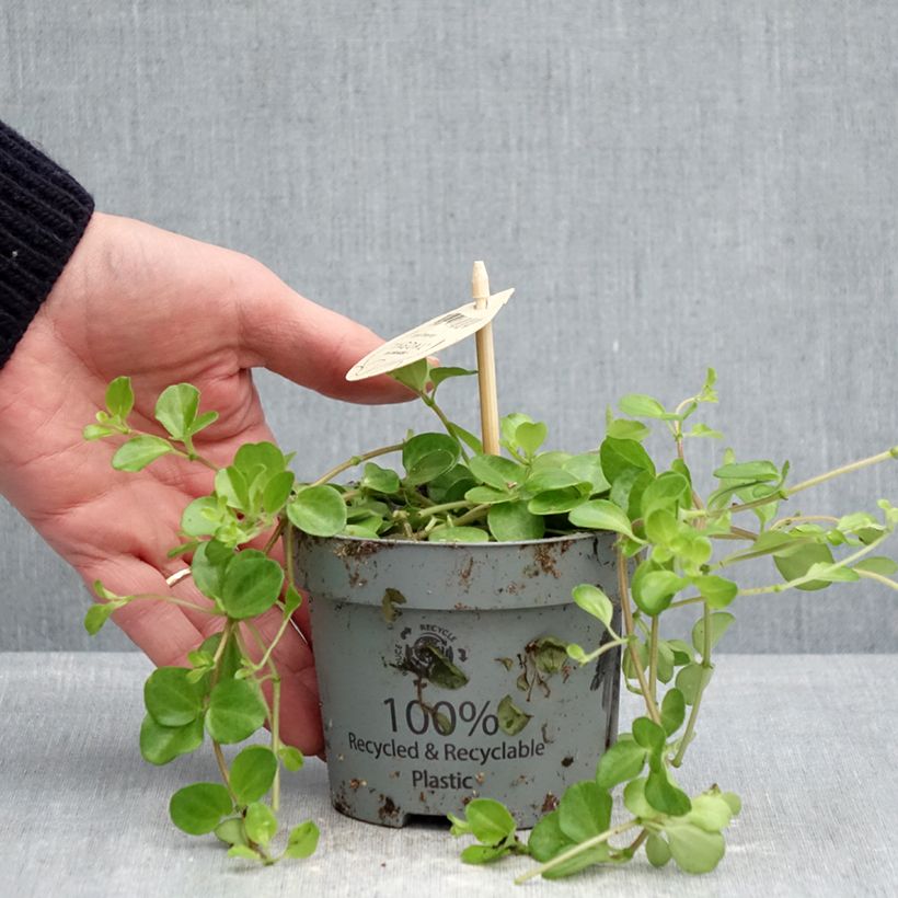 Example of Peperomia rotundifolia Pot de 12 cm / 13 cm as you get in printemps