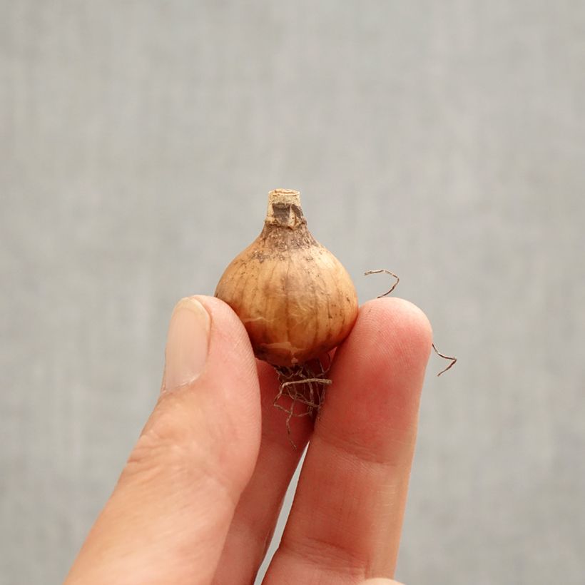 Spécimen de Perce-neige double - Galanthus Hippolyta Bulbe calibre 5+ tel que livré au printemps