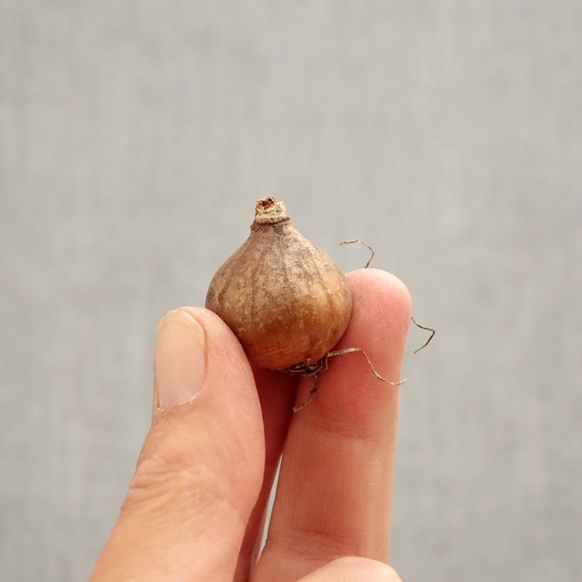 Example of Perce-neige double - Galanthus nivalis Blewbury Tart Bulbe calibre 5+ as you get in printemps