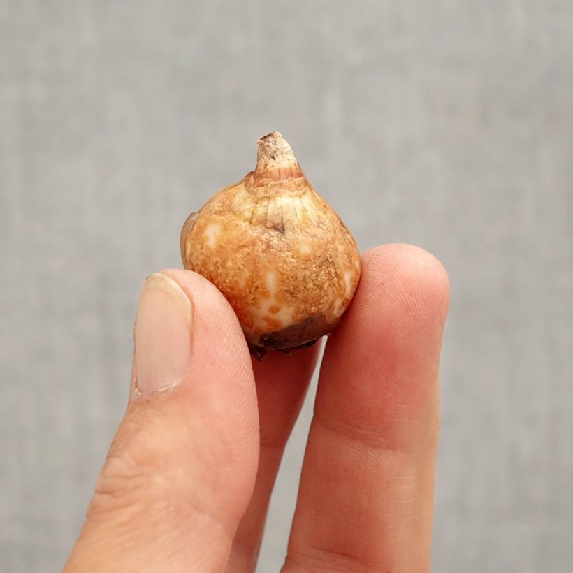 Spécimen de Perce-neige double - Galanthus nivalis Dionysus Bulbe calibre 6+ tel que livré au printemps