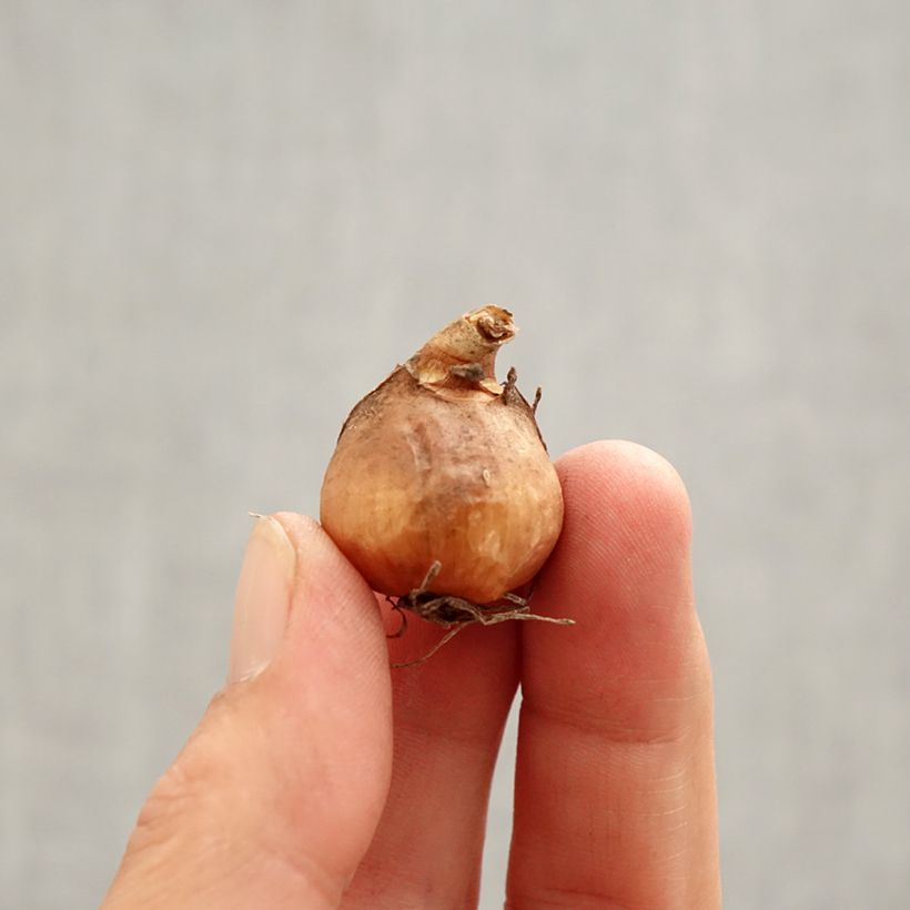 Example of Perce-neige double - Galanthus nivalis Flore Pleno Bulbe calibre 5+ as you get in printemps