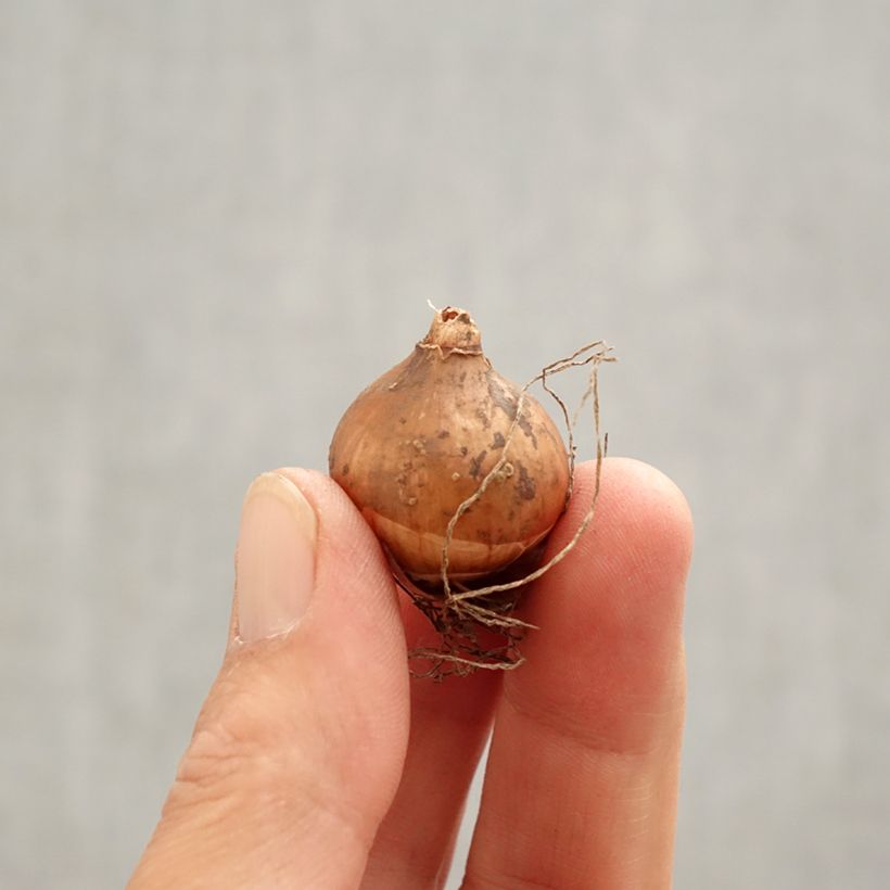 Spécimen de Perce-neige - Galanthus elwesii Bulbe calibre 4/4,5 tel que livré au printemps