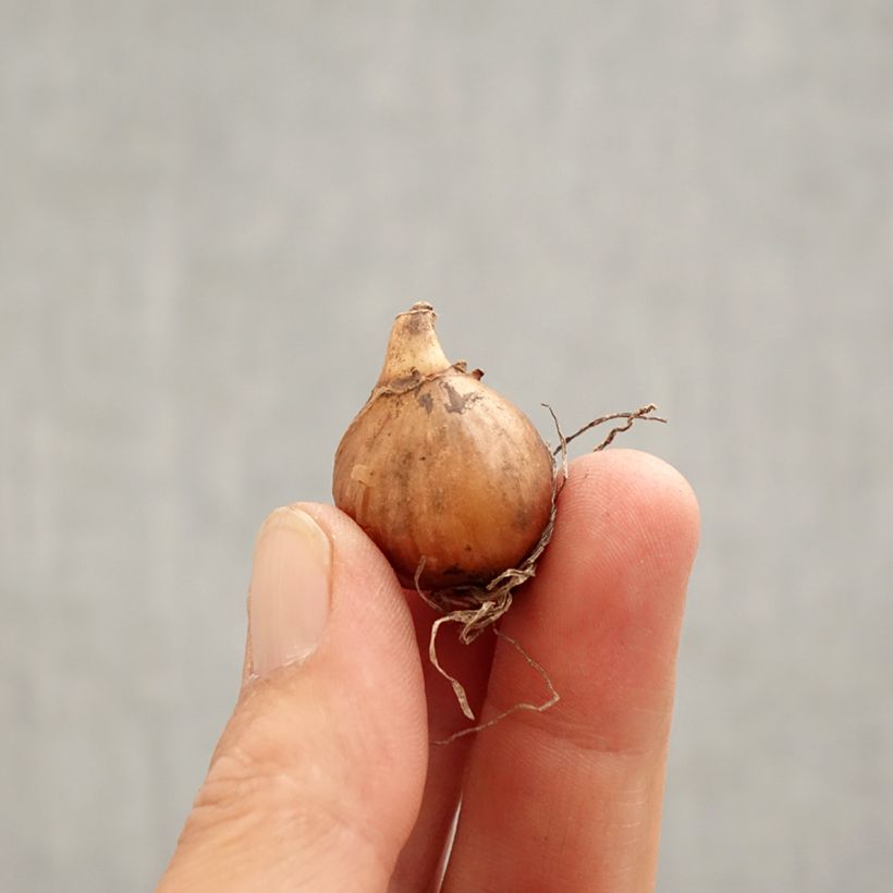 Spécimen de Perce-neige - Galanthus nivalis Viridi-Apice Bulbe calibre 5+ tel que livré au printemps