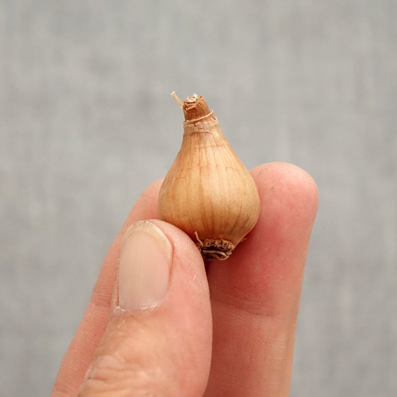 Spécimen de Perce-neige - Galanthus woronowii Bulbe calibre 7+ tel que livré au printemps