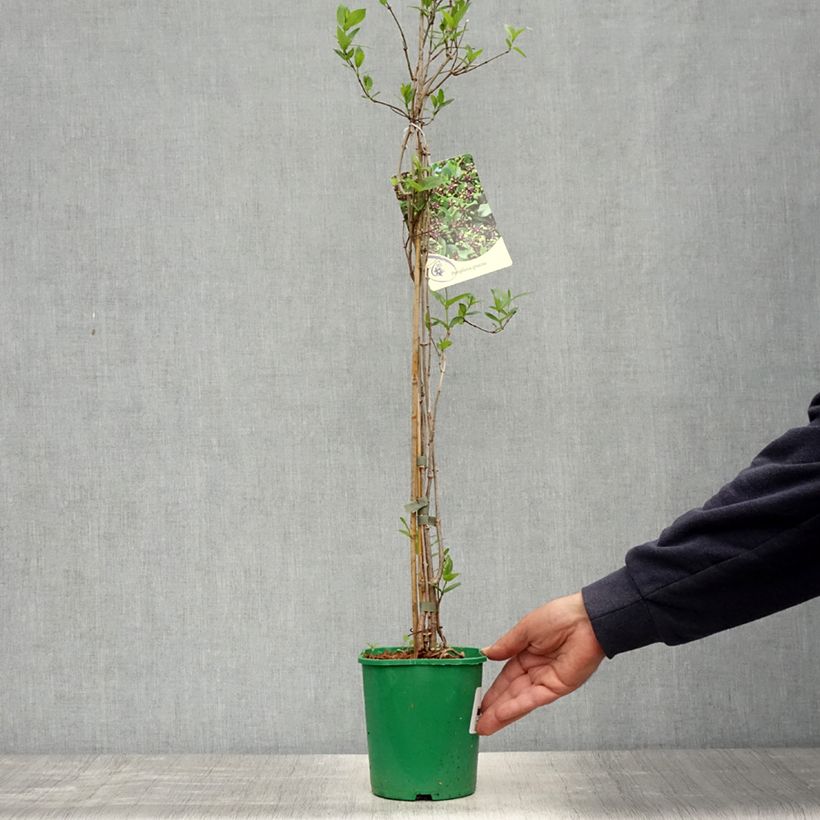 Spécimen de Periploca graeca - Périploque de Grèce Pot de 2L/3L tel que livré au printemps