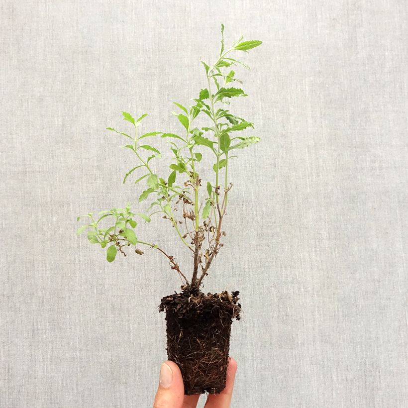 Example of Perovskia atriplicifolia Blue Steel Motte 5 cm x 7 cm as you get in automne