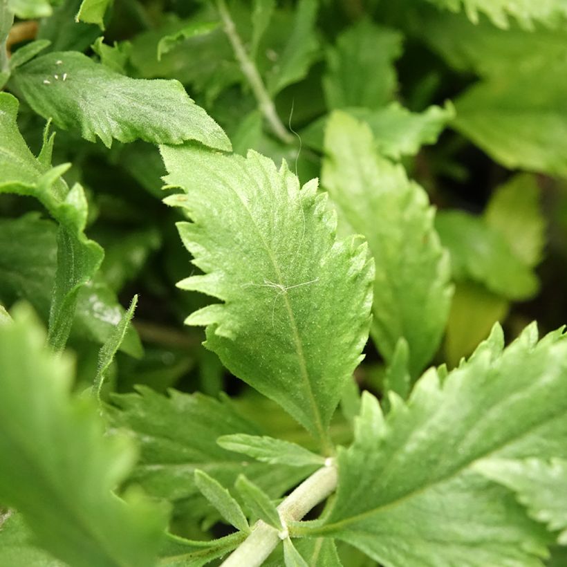 Perovskia atriplicifolia Blue Steel (Foliage)