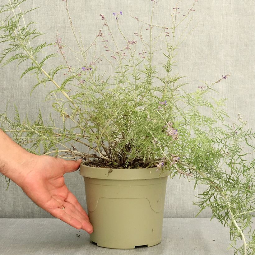 Spécimen de Perovskia atriplicifolia Feathery Blue - Sauge d'Afghanistan Pot de 3L/4L tel que livré en été