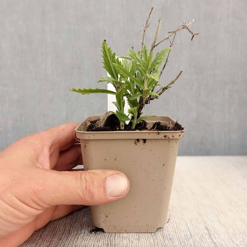 Example of Perovskia atriplicifolia Lacey Blue Godet de 8/9 cm as you get in printemps