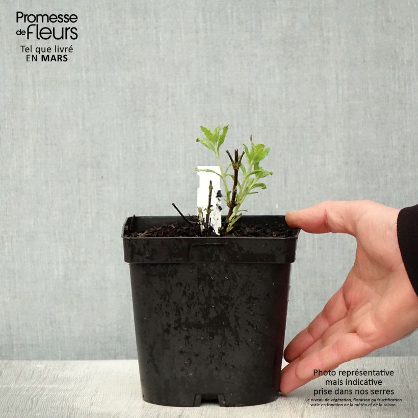 Example of Perovskia atriplicifolia Little Spire - Sauge d'Afghanistan compacte Pot de 2L/3L as you get in printemps